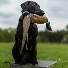 Cato Board þjálfunarpallar