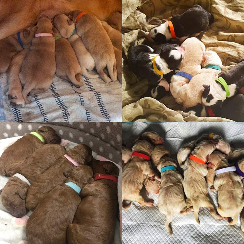 Hvolpaólar fyrir got S-M