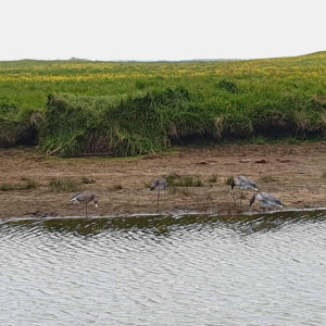 Heavy Hauler The HUB Blind