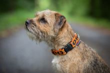 Manmat hvolpa og smáhundaólar 22 - 34cm