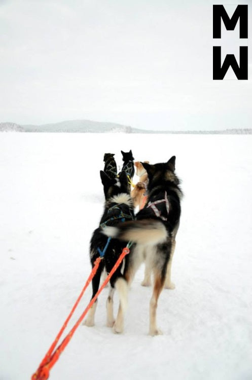 Manmat dráttarbeisli