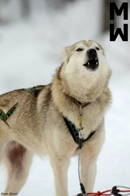 Manmat dráttarbeisli