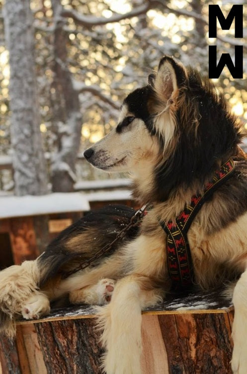 Manmat dráttarbeisli