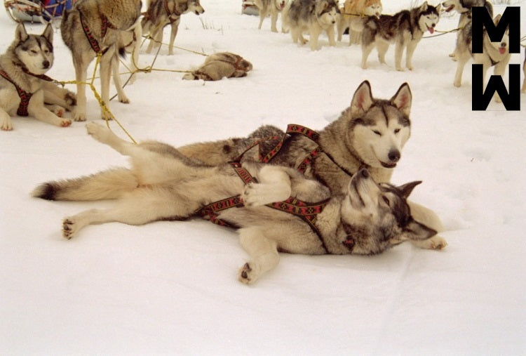 Manmat dráttarbeisli