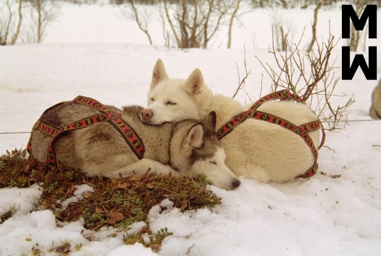 Manmat dráttarbeisli