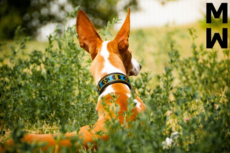 Manmat fóðruð ól