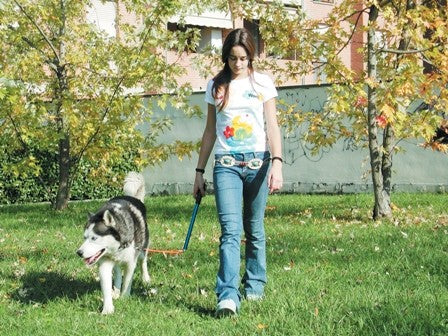 Walkydog Hjólastöng